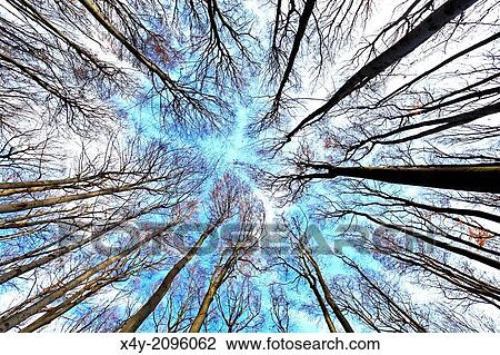 Treetops without foliage in the beech forest on the slopes of mountain Zaruby, Male Karpaty, Slovakia. View Large Photo Image Stock Image - Treetops without foliage in the beech forest on the slopes of mountain Zaruby, Male Karpaty, Slovakia.. Fotosearch