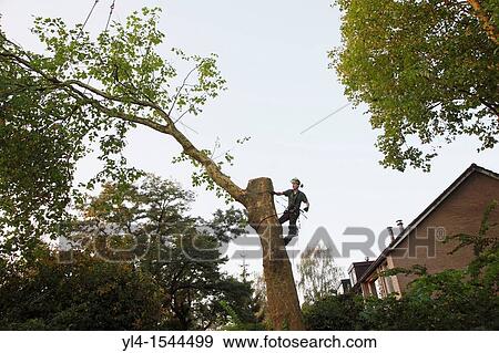 Treeworker cutting a tree with help of a crane. The Netherlands View Large Photo Image Stock Photo - Treeworker cutting a tree with help of a crane. The Netherlands. Fotosearch