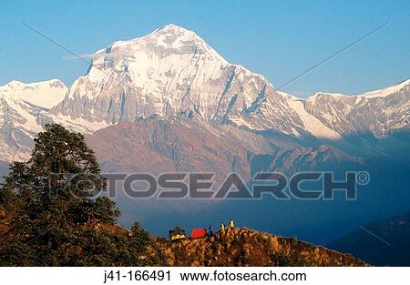 Trekkers camp facing the southeast face ot the Dhaulagiri (8. 167 m. ). Himalayas. Nepal View Large Photo Image Stock Image - Trekkers camp facing the southeast face ot the Dhaulagiri (8. 167 m. ). Himalayas. Nepal. Fotosearch