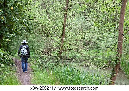 trekking in the flooded forest of punte alberete, comacchio, ferrara province, po river delta, emilia romagna, italy, europe. View Large Photo Image Stock Photo - trekking in the flooded forest of punte alberete, comacchio, ferrara province, po river delta, emilia romagna, italy, europe.. Fotosearch