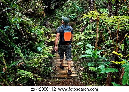 Trekking in the jungle primary B? louve Forest. View Large Photo Image Stock Image - Trekking in the jungle primary B? louve Forest.. Fotosearch