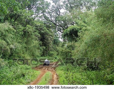 Stock Photo - Trekking in the Mt. Kenya National Park a UNESCO World Heritage site. From Chogoria by 4x4 to the Mount Kenya Bandas through the forest belt of the National Park. Africa, East Africa, kenya, Mount Kenya national park, November. Fotosearch