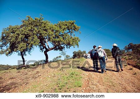 Trekking on a dehesa or holm oak cleared forest, town of Sanlucar la Mayor, province of Seville, Andalusia, Spain View Large Photo Image Stock Photo - Trekking on a dehesa or holm oak cleared forest, town of Sanlucar la Mayor, province of Seville, Andalusia, Spain. Fotosearch