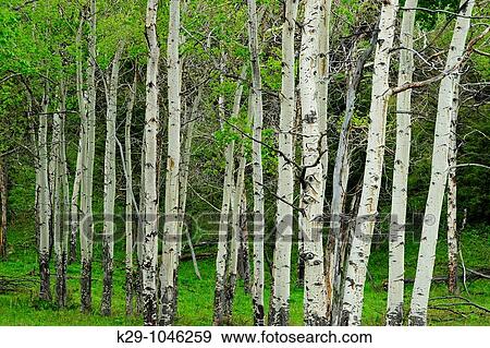 Trembling aspen Populus tremuloides View Large Photo Image Stock Photo - Trembling aspen Populus tremuloides. Fotosearch