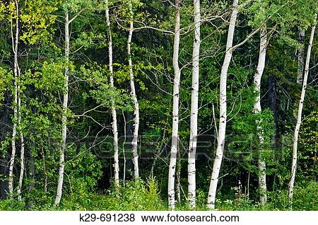 Trembling aspen (Populus tremuloides), grove of mature trunks View Large Photo Image Stock Photo - Trembling aspen (Populus tremuloides), grove of mature trunks. Fotosearch
