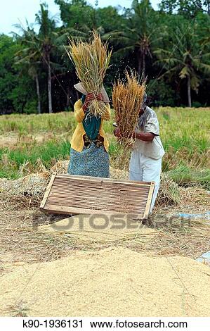 Treshing rice, Bali, Indonesia, Southeast Asia View Large Photo Image Stock Image - Treshing rice, Bali, Indonesia, Southeast Asia. Fotosearch