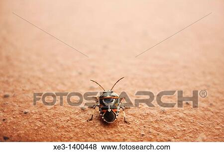 Stock Photo - Tribal mask insect. Fotosearch