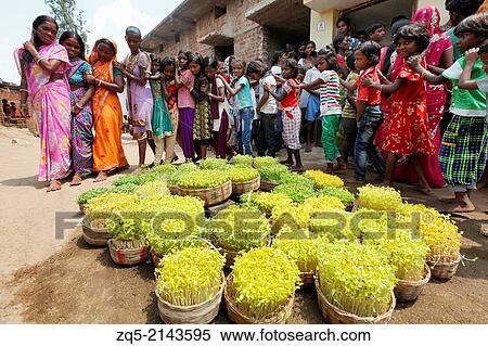 Stock Photography - Tribal people celebrating Karma Puja festival dancing around the plant seedlings. Baludih village district Bokaro, Jharkhand.. Fotosearch