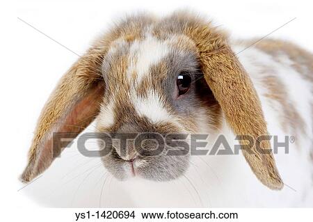 Picture - TRICOLOR LOP-EARED RABBIT, ADULT AGAINST WHITE BACKGROUND. Fotosearch