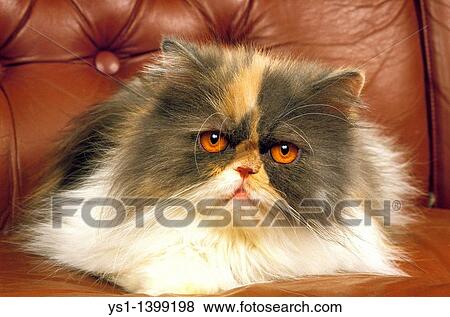 Tricolor Persian Domestic Cat, Adult View Large Photo Image Stock Photo - Tricolor Persian Domestic Cat, Adult. Fotosearch