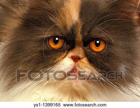 Stock Photography - Tricolor Persian Domestic Cat, Portrait of Adult. Fotosearch