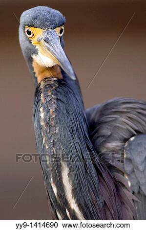 Stock Image - Tricolored Heron - Green Cay Wetlands, Delray Beach, Florida USA. Fotosearch
