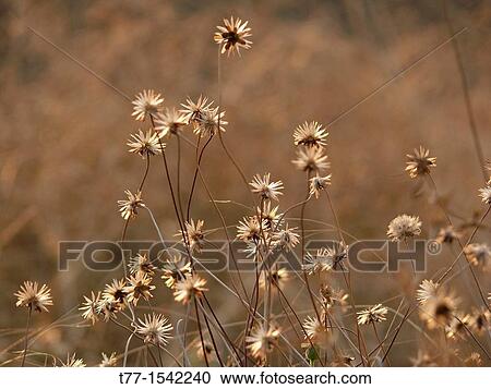 Stock Image - Tridax procumbens, Tridax Daisy, Coat Buttons, Mexican Daisy, India. Fotosearch