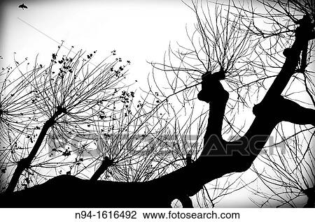 Trimmed strange silhouette of tree View Large Photo Image Stock Image - Trimmed strange silhouette of tree. Fotosearch