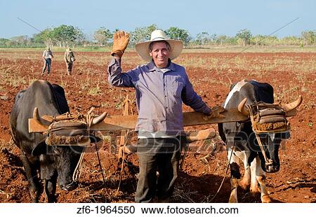 Trinidad Cuba farmer with traditional plow with oxen in rich Cuban soil planting corn. View Large Photo Image Stock Image - Trinidad Cuba farmer with traditional plow with oxen in rich Cuban soil planting corn.. Fotosearch