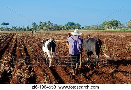 Trinidad Cuba farmer with traditional plow with oxen in rich Cuban soil planting corn. View Large Photo Image Stock Image - Trinidad Cuba farmer with traditional plow with oxen in rich Cuban soil planting corn.. Fotosearch