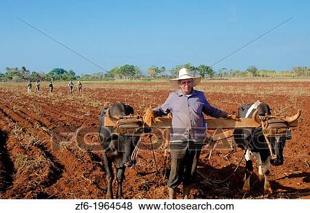 Trinidad Cuba farmer with traditional plow with oxen in rich Cuban soil planting corn. View Large Photo Image Stock Photo - Trinidad Cuba farmer with traditional plow with oxen in rich Cuban soil planting corn.. Fotosearch