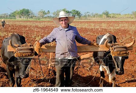 Trinidad Cuba farmer with traditional plow with oxen in rich Cuban soil planting corn. View Large Photo Image Stock Photo - Trinidad Cuba farmer with traditional plow with oxen in rich Cuban soil planting corn.. Fotosearch