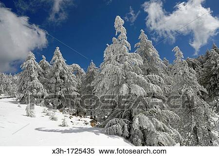 Troodos mountain in winter, Cyprus, Eastern Mediterranean Sea island, Eurasia View Large Photo Image Stock Photography - Troodos mountain in winter, Cyprus, Eastern Mediterranean Sea island, Eurasia. Fotosearch