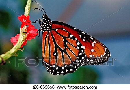 Tropic Queen, Soldier, Danaus eresimus, Brasilia View Large Photo Image Stock Photograph - Tropic Queen, Soldier, Danaus eresimus, Brasilia. Fotosearch