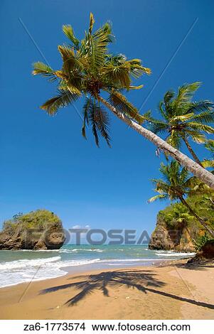 Picture - Tropical beach with palm trees in the eastern coast of Venezuela. Fotosearch