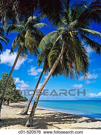 Tropical beach with palm trees. Guadeloupe, Caribbean, France View Large Photo Image Stock Photograph - Tropical beach with palm trees. Guadeloupe, Caribbean, France. Fotosearch