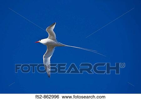 Stock Photograph - Tropical bird, South Plaza island, Galapagos Islands, Ecuador. Fotosearch