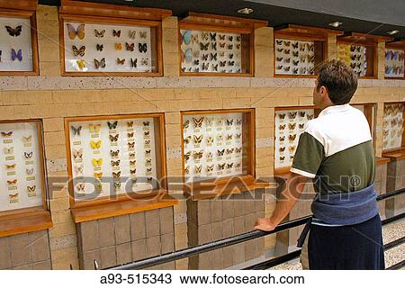 Stock Image - Tropical butterflies collection. Parque de las Leyendas. Lima. Per.. Fotosearch