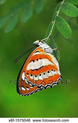 Tropical butterfly, Common Sailor, Neptis hylas View Large Photo Image Stock Photograph - Tropical butterfly, Common Sailor, Neptis hylas. Fotosearch