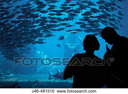 Tropical Fish Aquarium in Atlantis Resort and Casino. Nassau, New Providence Island. Bahamas, Caribbean View Large Photo Image Stock Image - Tropical Fish Aquarium in Atlantis Resort and Casino. Nassau, New Providence Island. Bahamas, Caribbean. Fotosearch