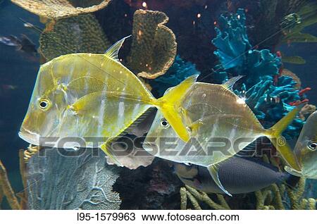 Stock Image - Tropical fish species maintained in sea aquarium, Anaheim, US. Fotosearch