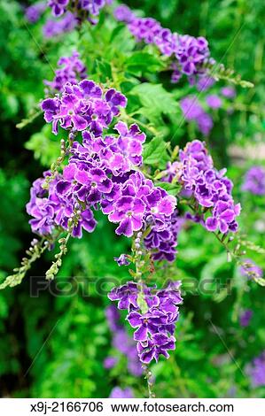 Tropical flowers, asia View Large Photo Image Stock Photograph - Tropical flowers, asia. Fotosearch
