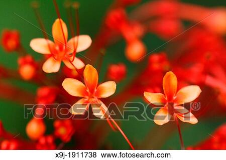 Tropical flowers, Borneo. View Large Photo Image Stock Photo - Tropical flowers, Borneo.. Fotosearch