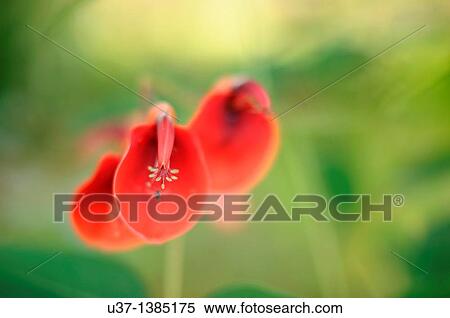 Tropical flowers View Large Photo Image Stock Photography - Tropical flowers. Fotosearch