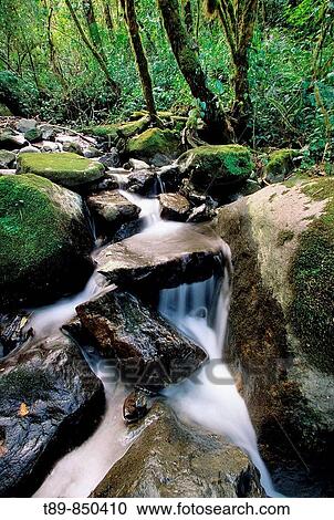 Stock Image - Tropical forest, Asia. Fotosearch