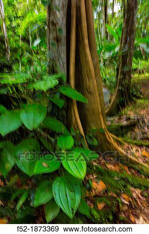 Stock Photo - Tropical forest, Dolphin Bay, Bocas del Toro Archipelago, Bocas del Toro Province, Panama, Central America, America. Fotosearch