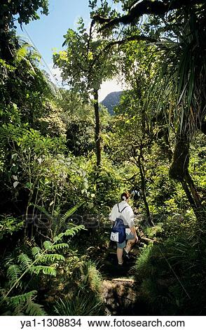 Tropical forest of Belouve, La Reunion island (France), Indian Ocean View Large Photo Image Picture - Tropical forest of Belouve, La Reunion island (France), Indian Ocean. Fotosearch