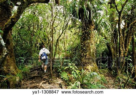 Tropical forest of Belouve, La Reunion island (France), Indian Ocean View Large Photo Image Stock Photo - Tropical forest of Belouve, La Reunion island (France), Indian Ocean. Fotosearch