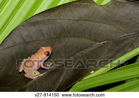 Tropical frog Photographed in Costa Rica View Large Photo Image Stock Image - Tropical frog Photographed in Costa Rica. Fotosearch