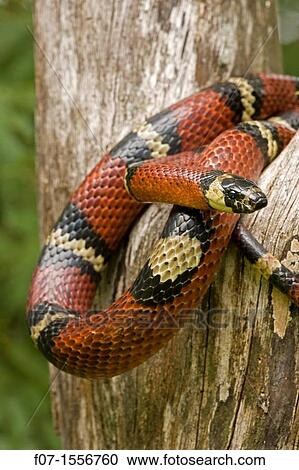 Tropical milksnake (Lampropeltis triangulum) - Costa Rica - tropical dry forest - non-venomous - constrictor View Large Photo Image Stock Image - Tropical milksnake (Lampropeltis triangulum) - Costa Rica - tropical dry forest - non-venomous - constrictor. Fotosearch