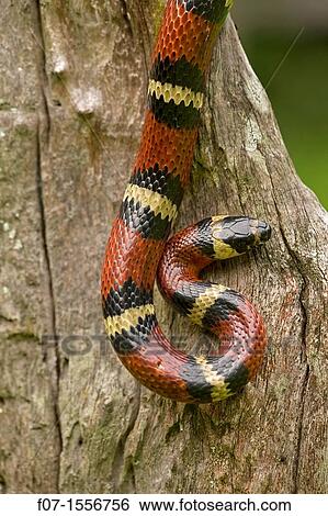 Tropical milksnake (Lampropeltis triangulum), Costa Rica - tropical dry forest - non-venomous - constrictor View Large Photo Image Stock Photograph - Tropical milksnake (Lampropeltis triangulum), Costa Rica - tropical dry forest - non-venomous - constrictor. Fotosearch