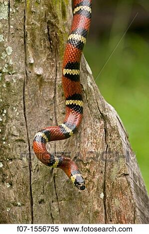 Tropical milksnake (Lampropeltis triangulum), Costa Rica - tropical dry forest - non-venomous - constrictor View Large Photo Image Stock Photography - Tropical milksnake (Lampropeltis triangulum), Costa Rica - tropical dry forest - non-venomous - constrictor. Fotosearch