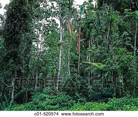 Tropical rainforest in? La Soufri? re? volcanic mountain. Guadeloupe. French West Indies. View Large Photo Image Picture - Tropical rainforest in? La Soufri? re? volcanic mountain. Guadeloupe. French West Indies.. Fotosearch