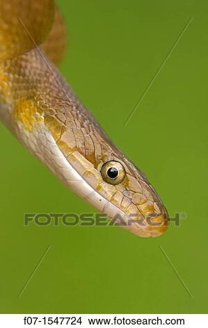 Picture - Tropical Rat Snake Senticolis triaspis. Costa Rica, found from Arizona to Costa Rica. constrictor. Santa Rosa National park, tropical dry forest. Fotosearch