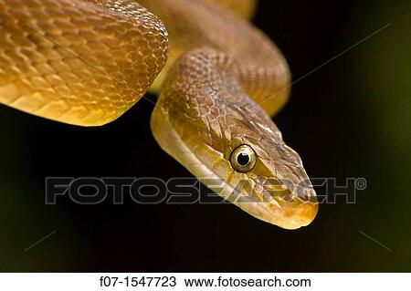 Tropical Rat Snake Senticolis triaspis. Costa Rica, found from Arizona to Costa Rica. constrictor. Santa Rosa National park, tropical dry forest View Large Photo Image Stock Image - Tropical Rat Snake Senticolis triaspis. Costa Rica, found from Arizona to Costa Rica. constrictor. Santa Rosa National park, tropical dry forest. Fotosearch
