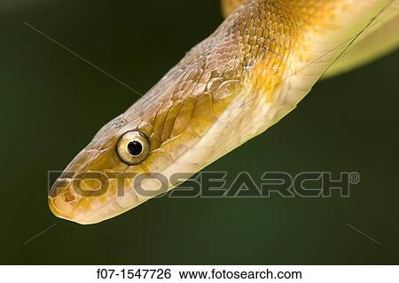 Tropical Rat Snake Senticolis triaspis. Costa Rica, found from Arizona to Costa Rica. constrictor. Santa Rosa National park, tropical dry forest View Large Photo Image Stock Photograph - Tropical Rat Snake Senticolis triaspis. Costa Rica, found from Arizona to Costa Rica. constrictor. Santa Rosa National park, tropical dry forest. Fotosearch