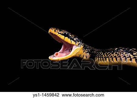 TROPICAL RAT SNAKE spilotes pullatus, ADULT WITH OPEN MOUTH View Large Photo Image Stock Image - TROPICAL RAT SNAKE spilotes pullatus, ADULT WITH OPEN MOUTH. Fotosearch