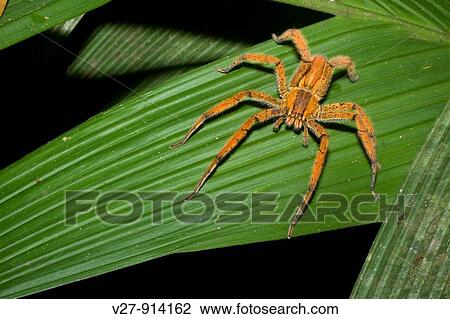 Tropical spider Photographed in Costa Rica View Large Photo Image Stock Image - Tropical spider Photographed in Costa Rica. Fotosearch