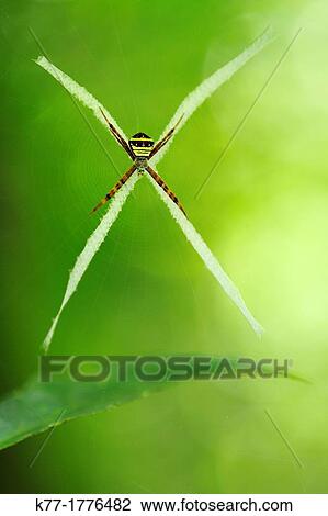 Tropical Spider, Tanjung Puting National Park, Province Kalimantan, Borneo, Indonesia View Large Photo Image Stock Image - Tropical Spider, Tanjung Puting National Park, Province Kalimantan, Borneo, Indonesia. Fotosearch