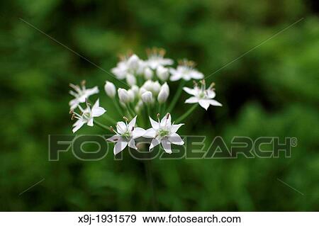 Tropical white flowers, Borneo View Large Photo Image Stock Photo - Tropical white flowers, Borneo. Fotosearch